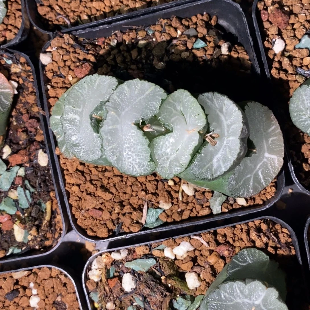 一颗牛逼玉扇。