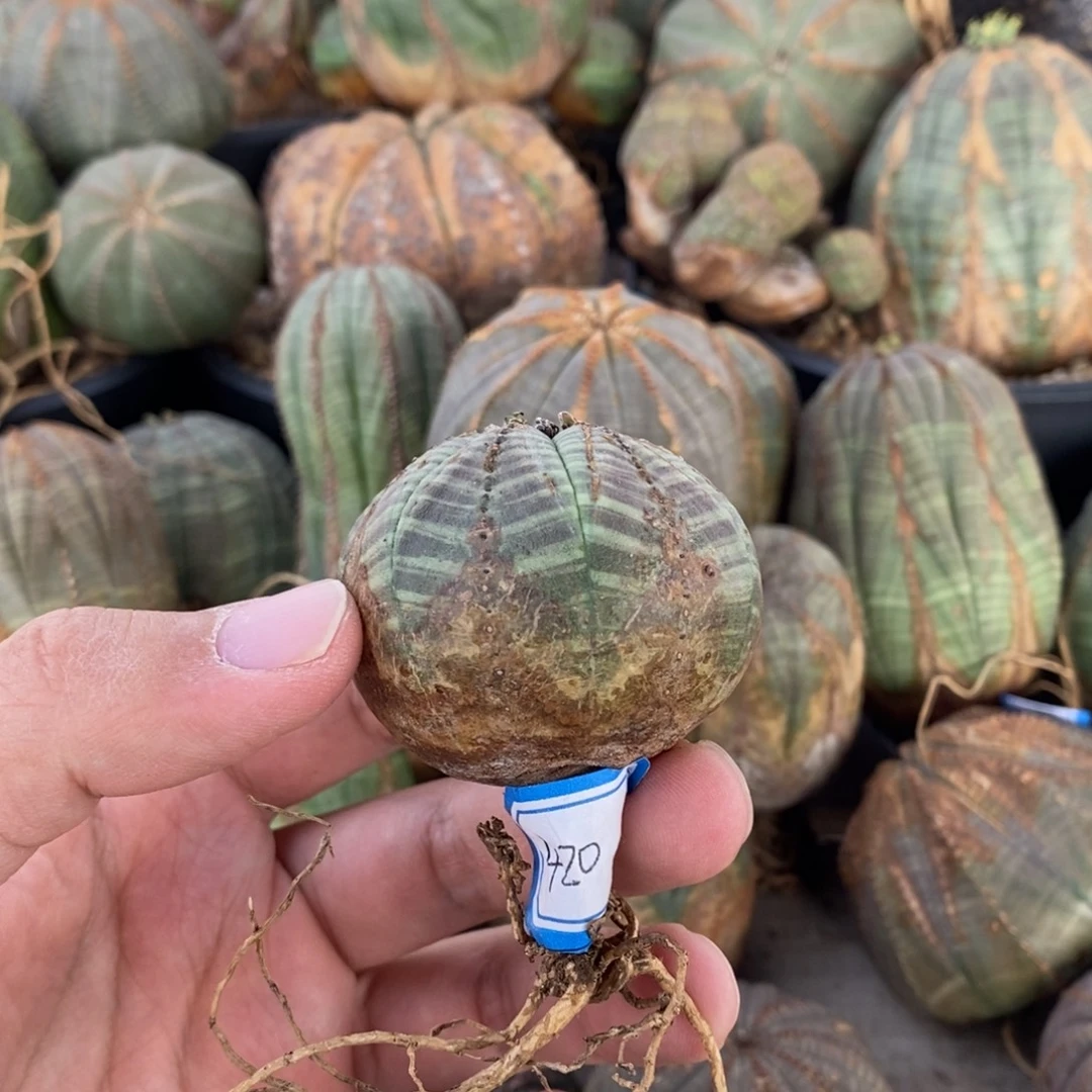 5 欧系实生布纹球多肉植物