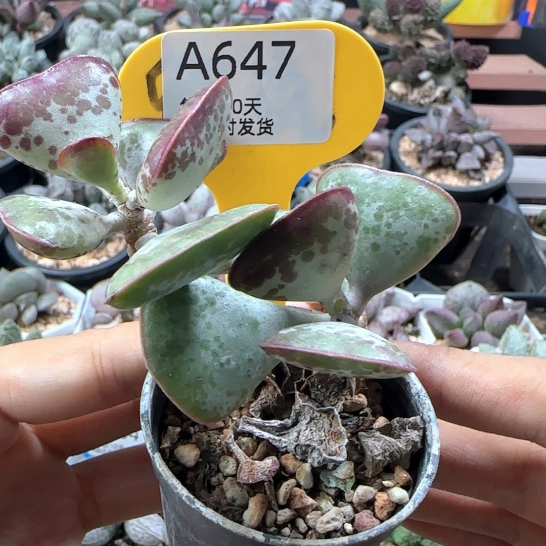 ༺***༻爱心。     647。