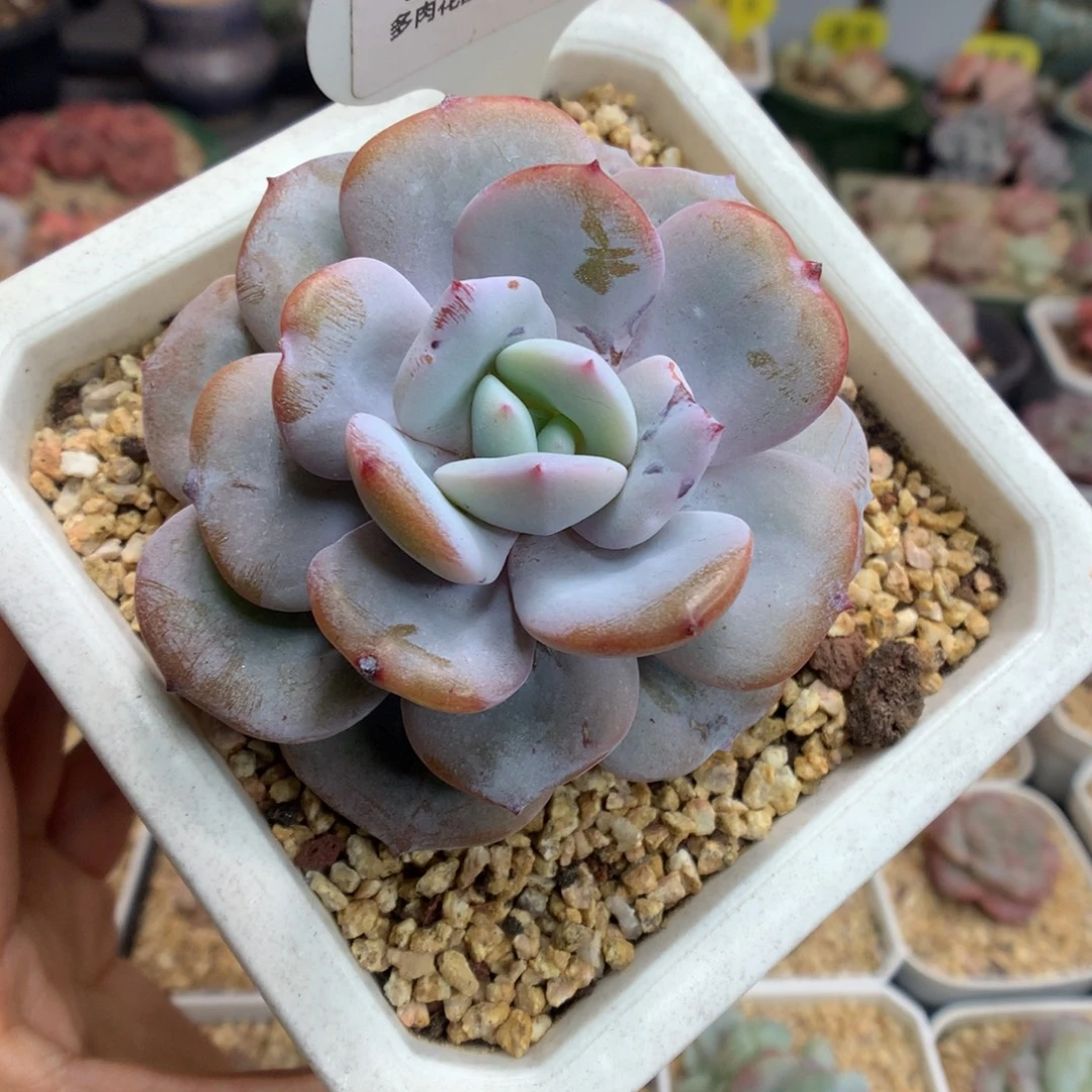 387宽叶奶茶多肉植物