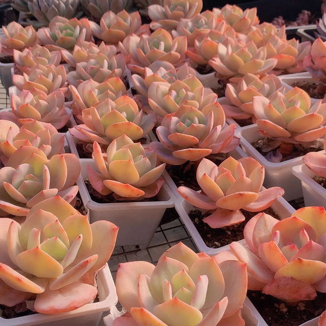 白凤000000000000000000.