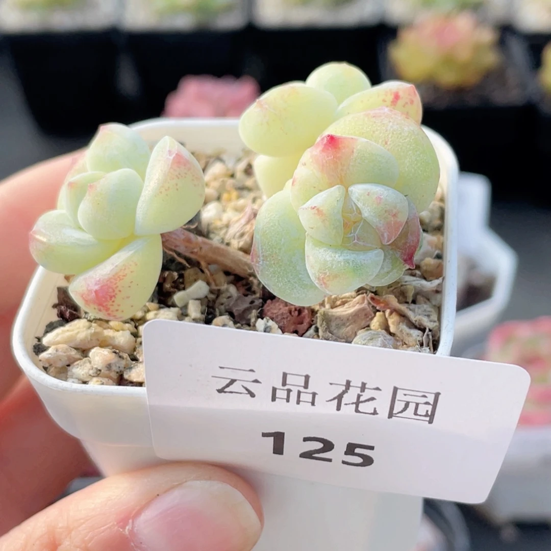 125号糖心冰心珍妮 冰玉带石化头