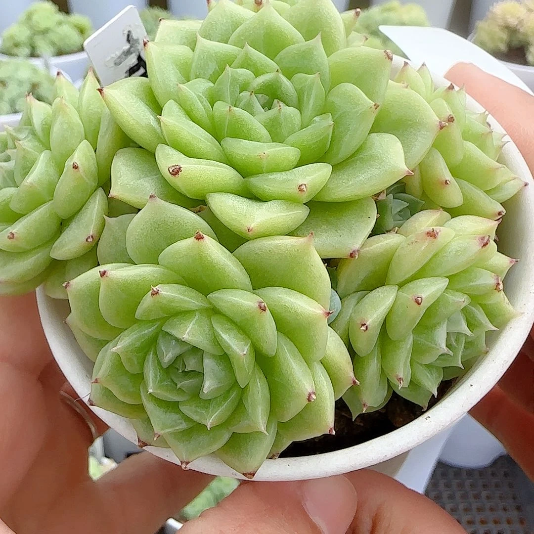 【闪购商品】0827-15（ttp-68）