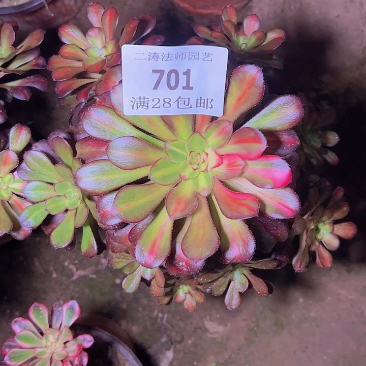 701花蝴蝶多肉植物