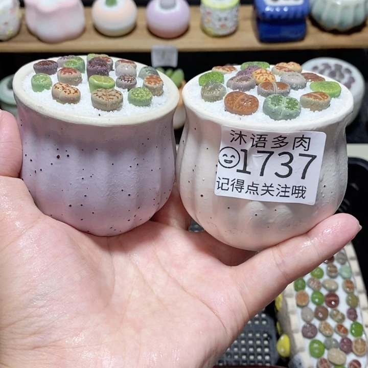 精美盆栽 一物一拍1737