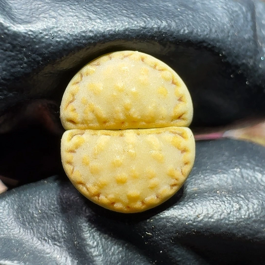 生石花等1111111。   232