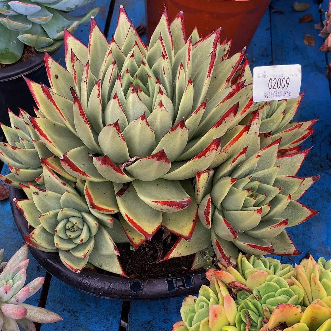 @***孩乌木02009多肉多肉