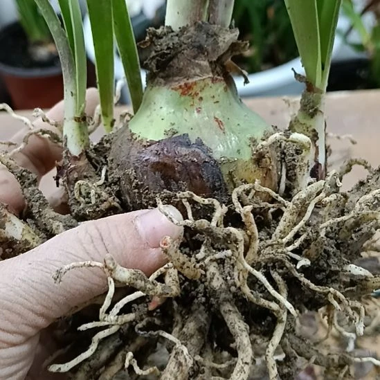 无花朵杂交混球5+带6个例