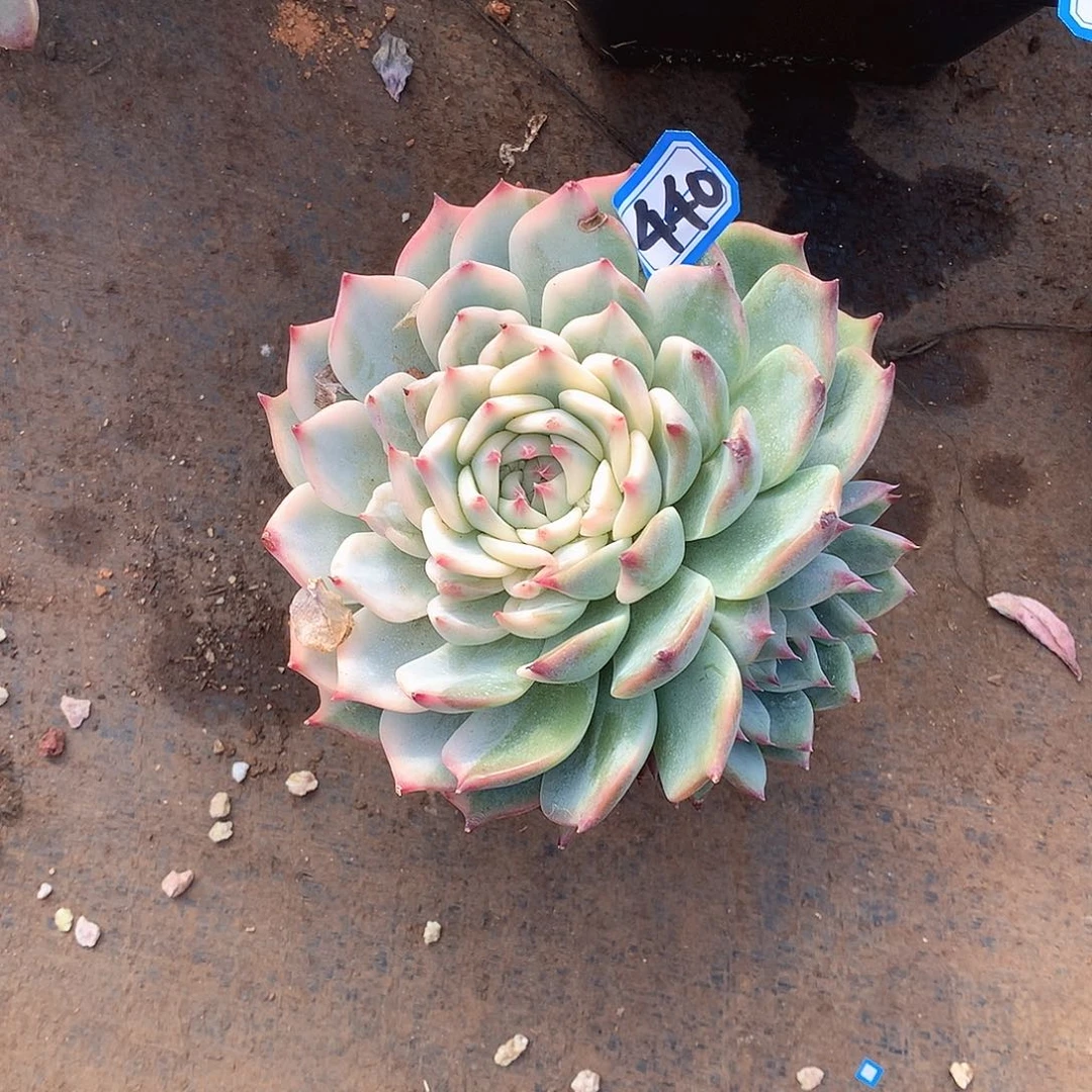 440吉娃娃 一物一拍多肉