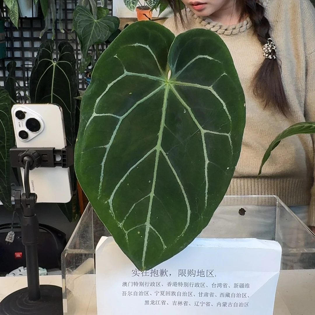 完全开放G165绿丝绒杂南美水晶