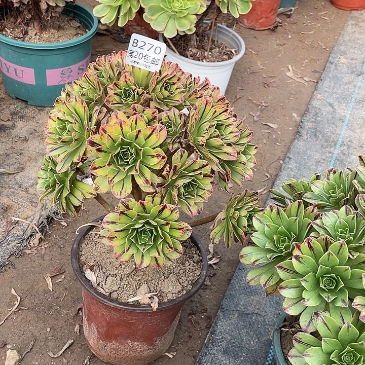 270碧火多肉法师多肉