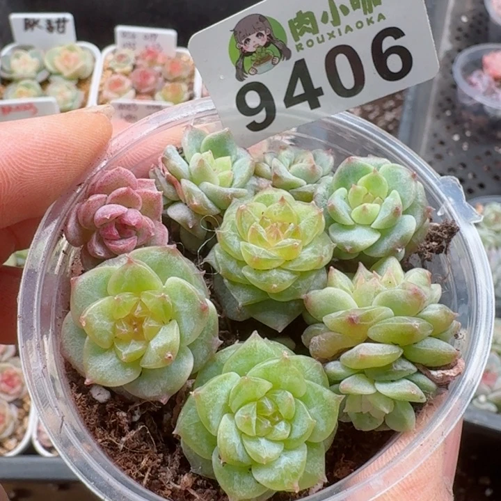 多肉植物多肉植物
