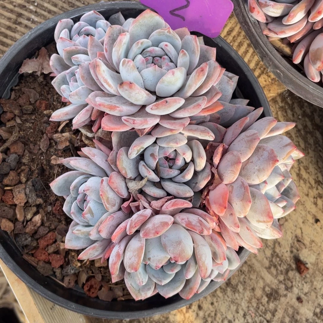 做***己星影多头群生2号脱土