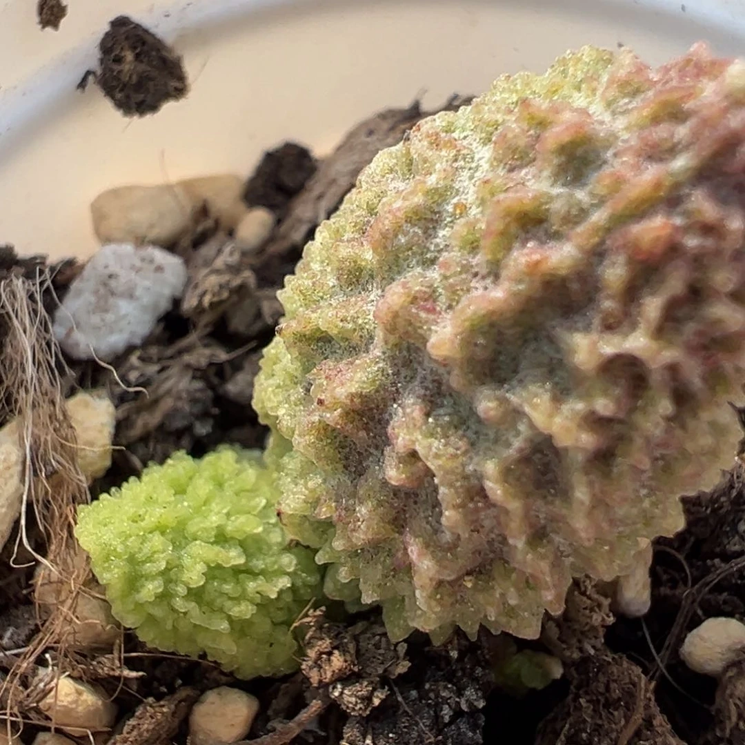 实生新品绿色系倒刺多肉植物