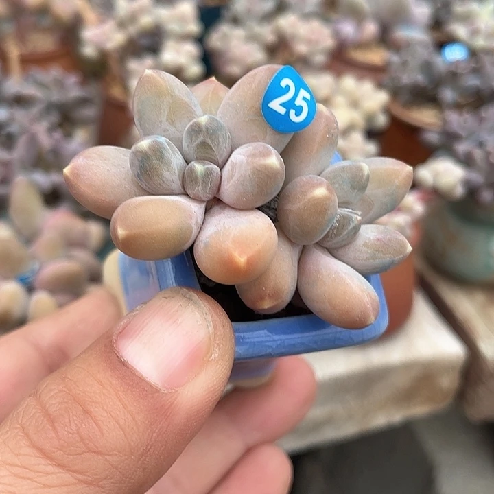 乌拉克拉 黄体 带盆发货 3.5口盆