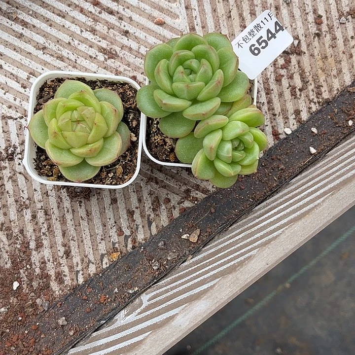 美****阿雅园艺。       6544