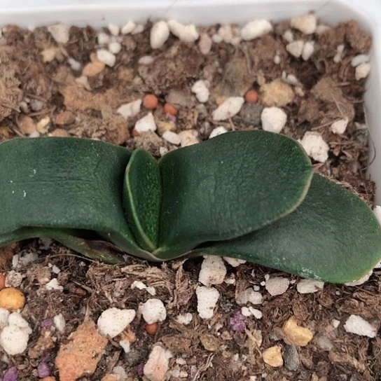 实生蜗牛脱盆发货