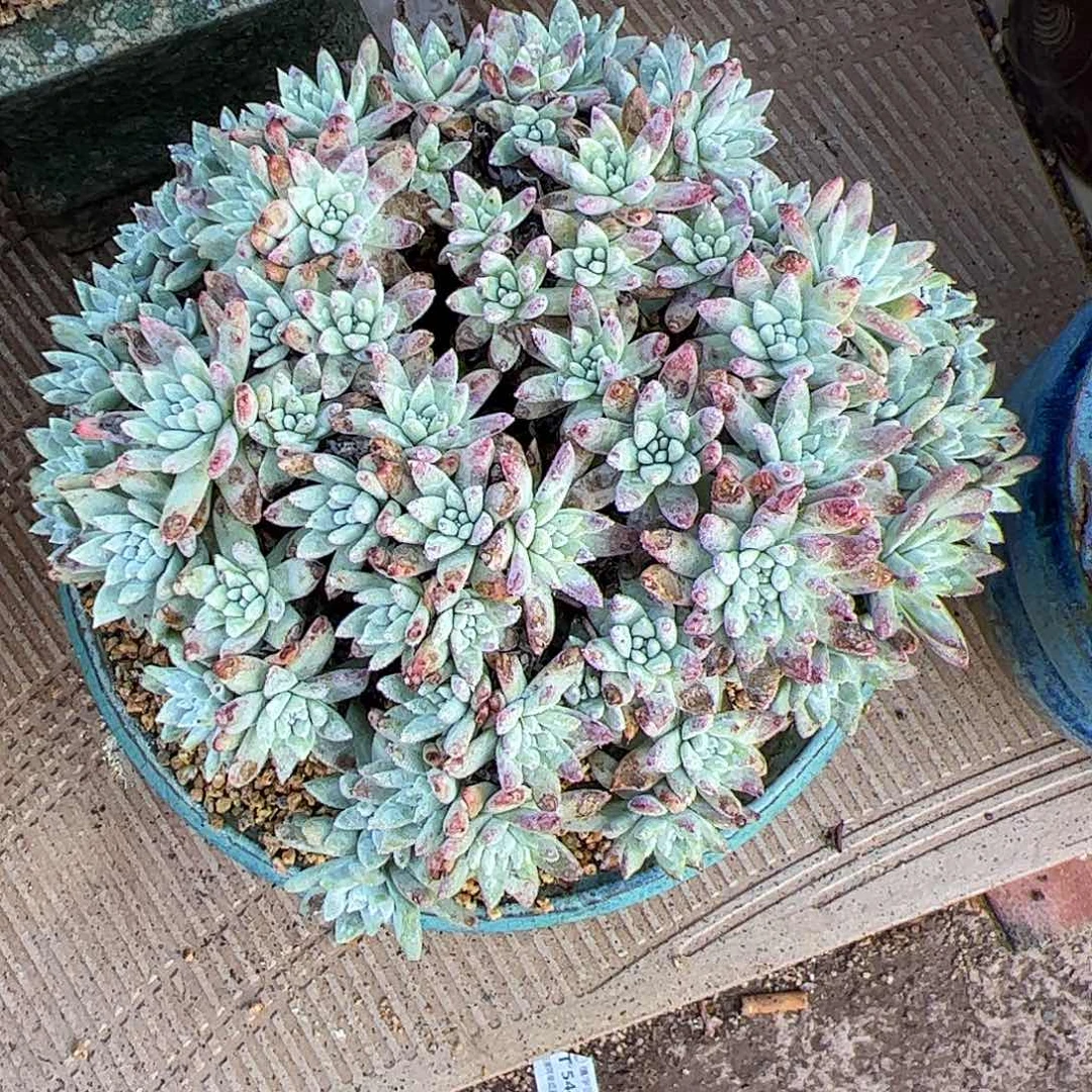 5474苹果叶白菊仙女杯多肉