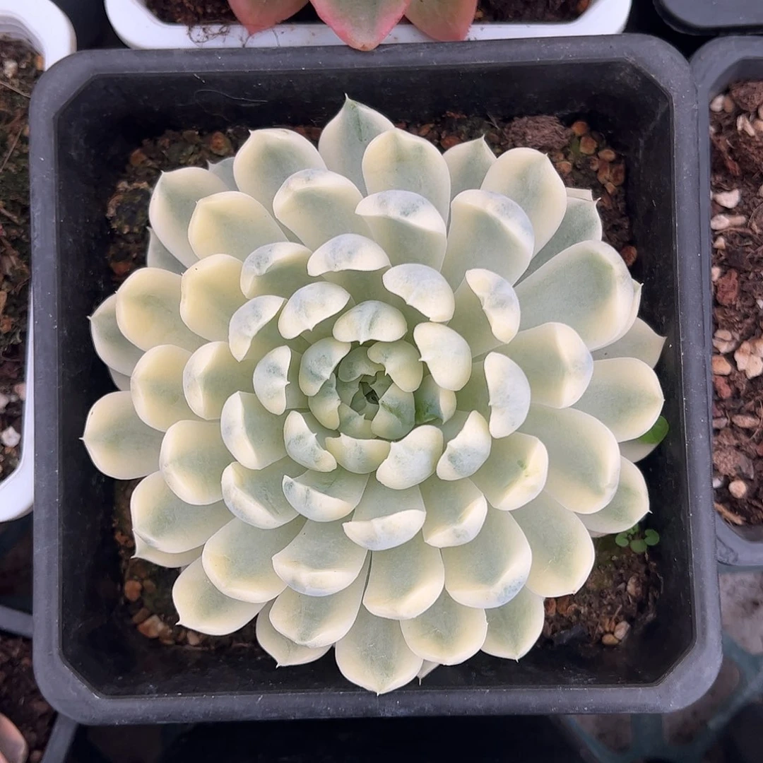 香草月影锦 婕宝一物一拍