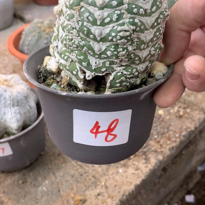 48号v兜。。。有裂。。。。。