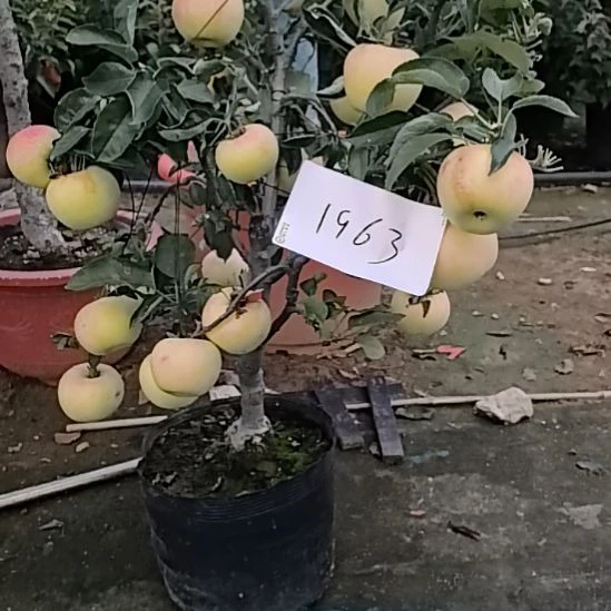 完全开放小高杆盆栽苹果盆景