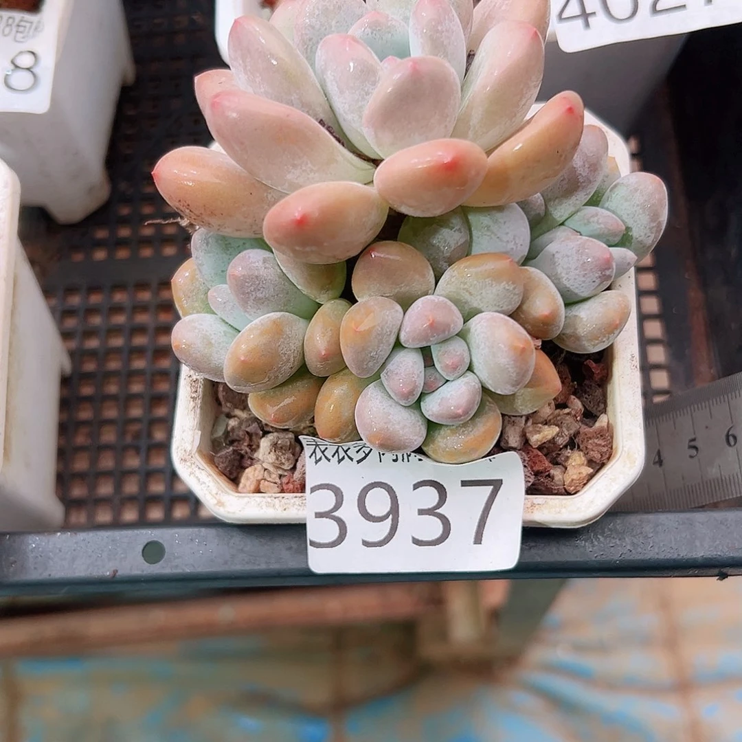 无花朵多肉一物一拍植物3937