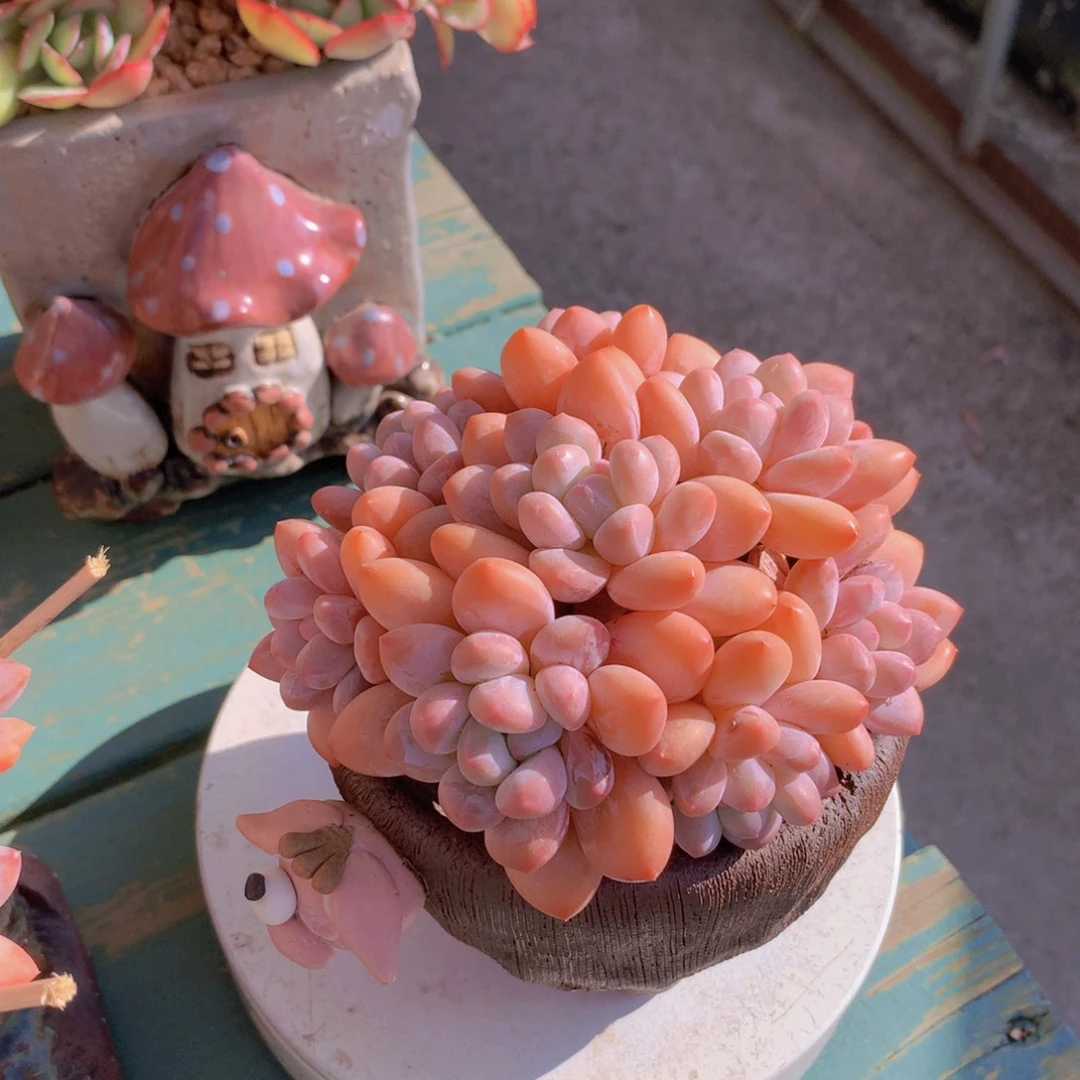 香水自然群老桩无砍