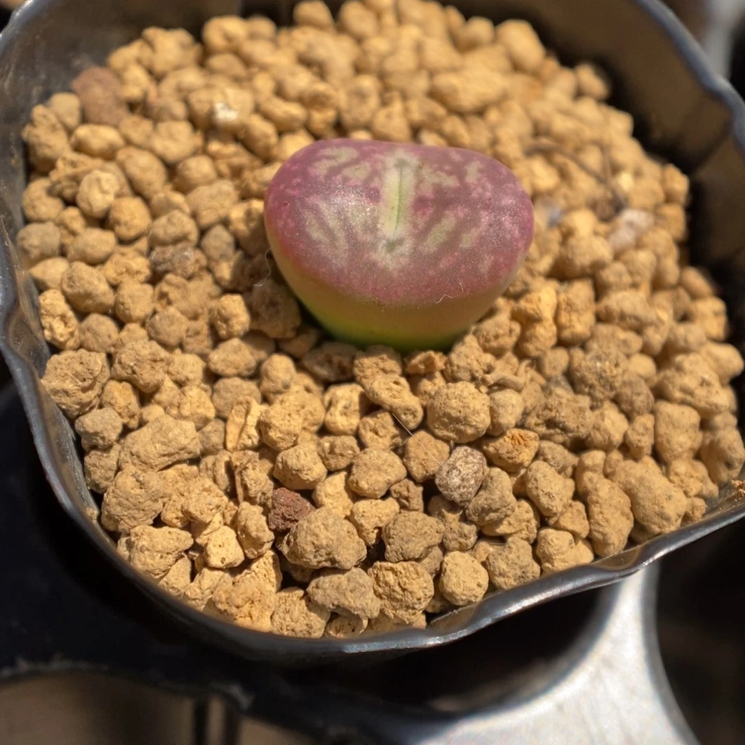 多肉植物肉锥杂交K-3325