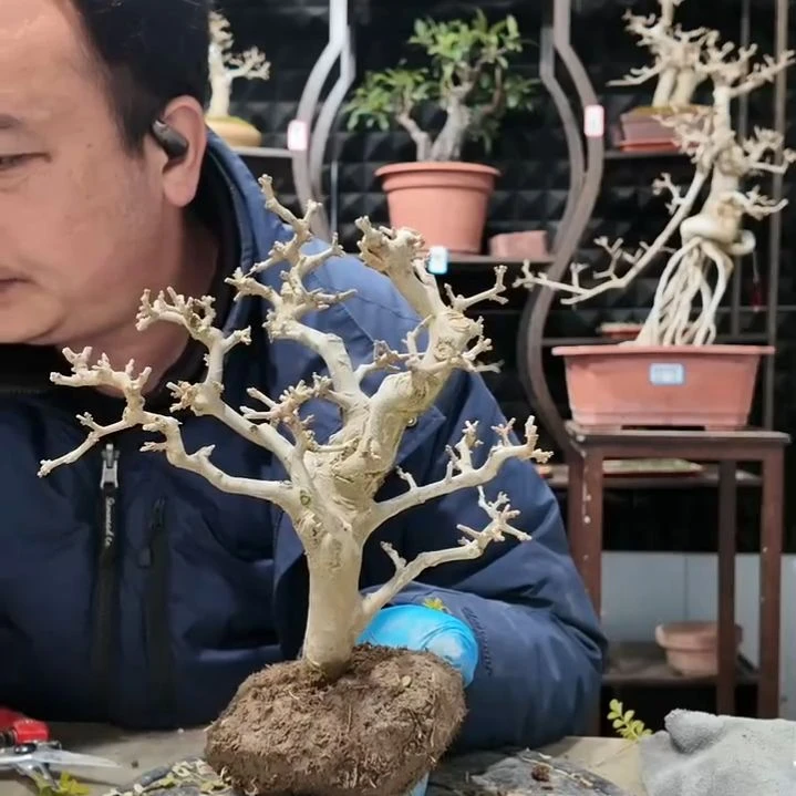 无花朵对节白蜡盆景