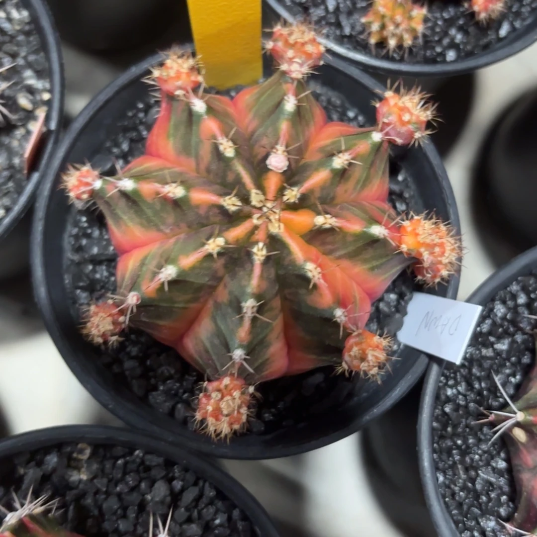 L758-0102泰国发货 黎明