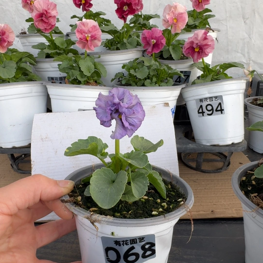 全部花朵068号角堇