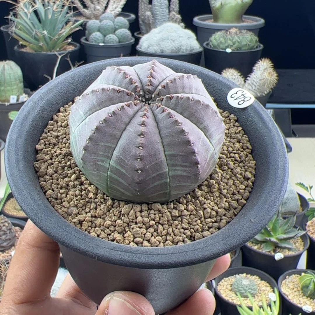 欧布实生5.2一物一拍