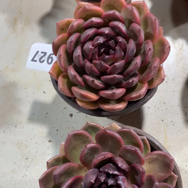 可***瑰927紫微多肉植物多肉