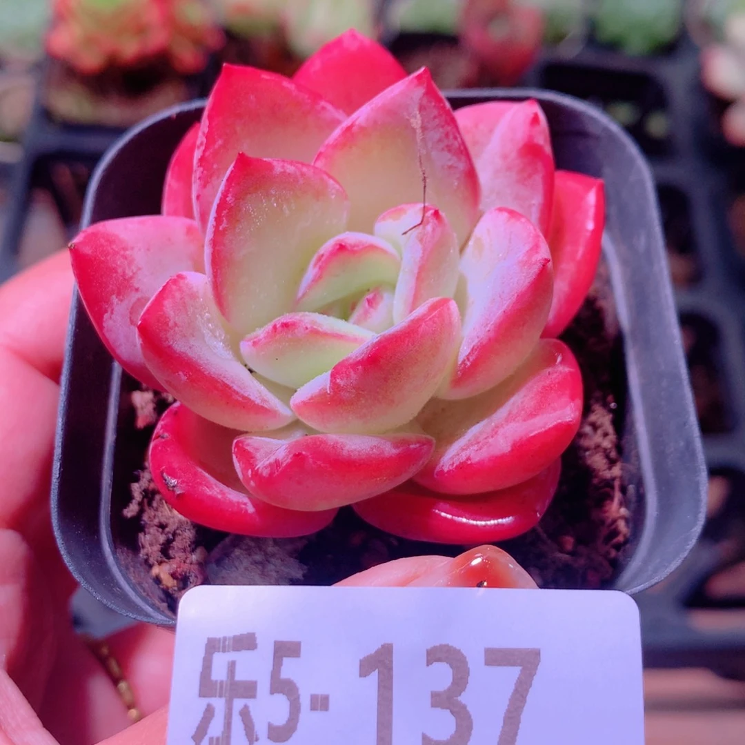 乐然 5-137 草莓泡芙