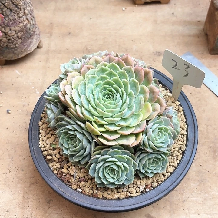 多肉植物，昂斯若23号