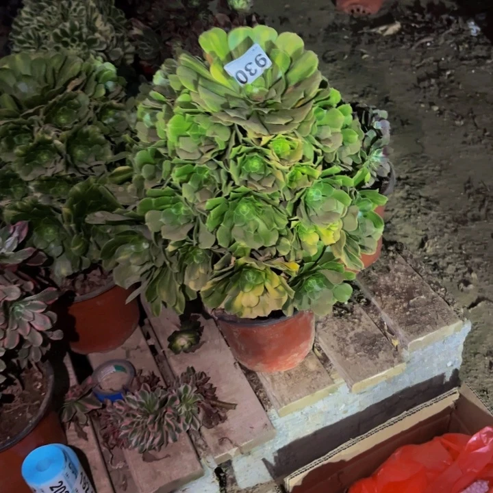 930五彩琉璃多肉植物不售后
