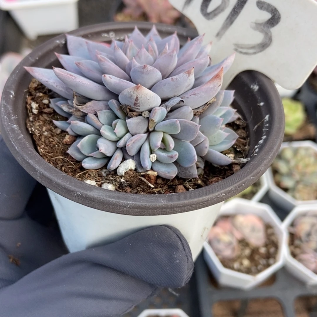 1013七头青鬼多肉植物多肉