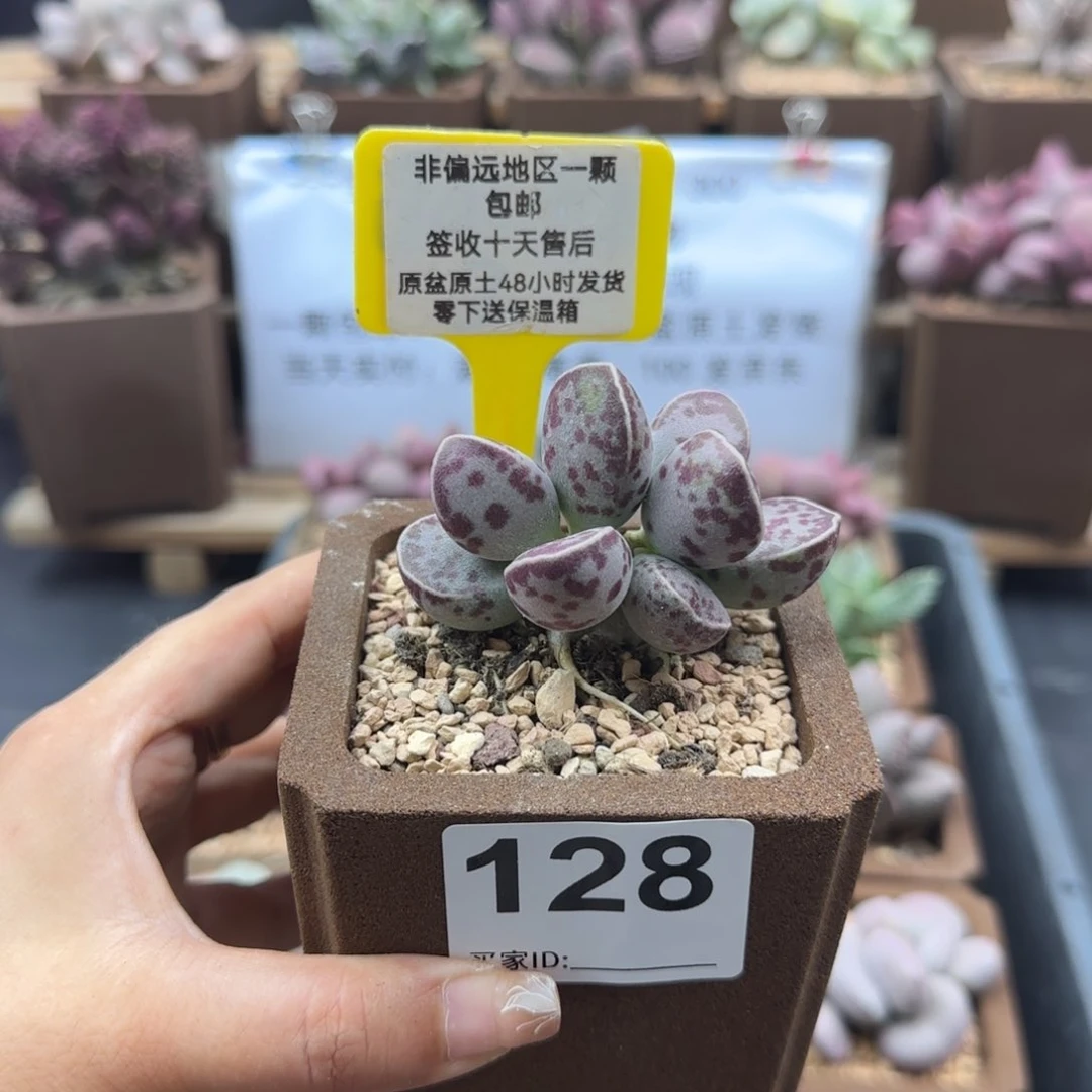 128艾薇蛋多肉植物