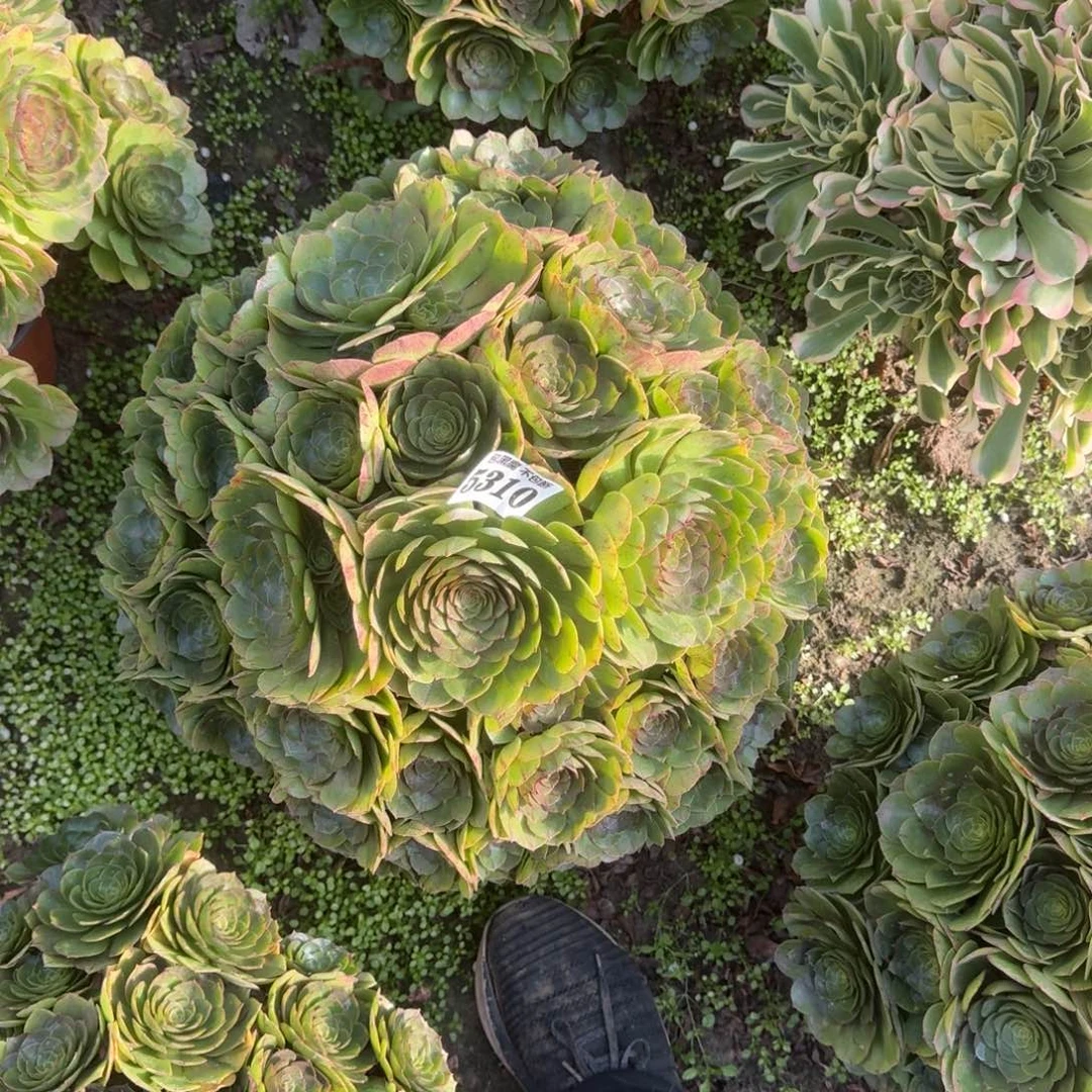 法师万拉丝5310 18-7