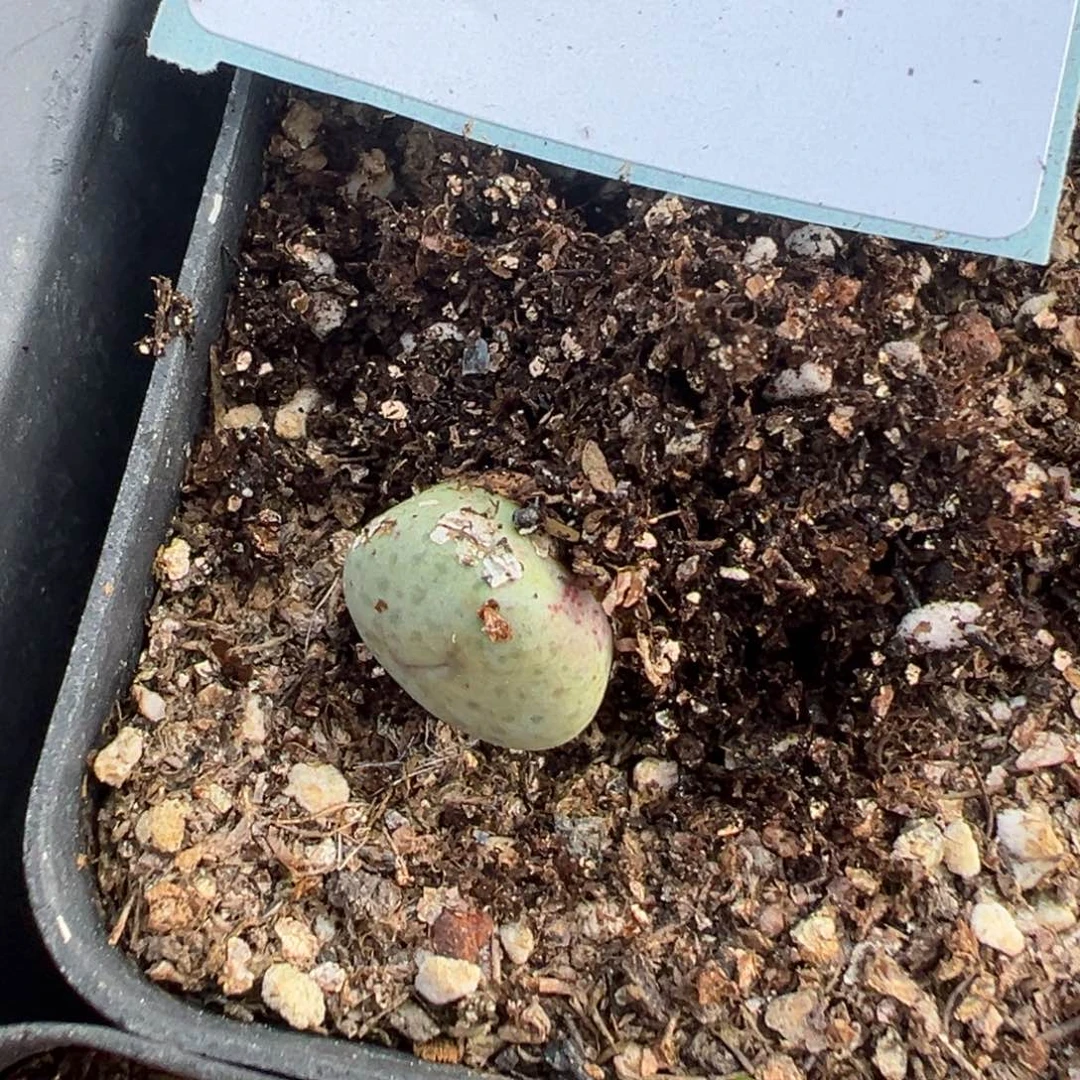 ?**?16-67奶油嘴多肉植物