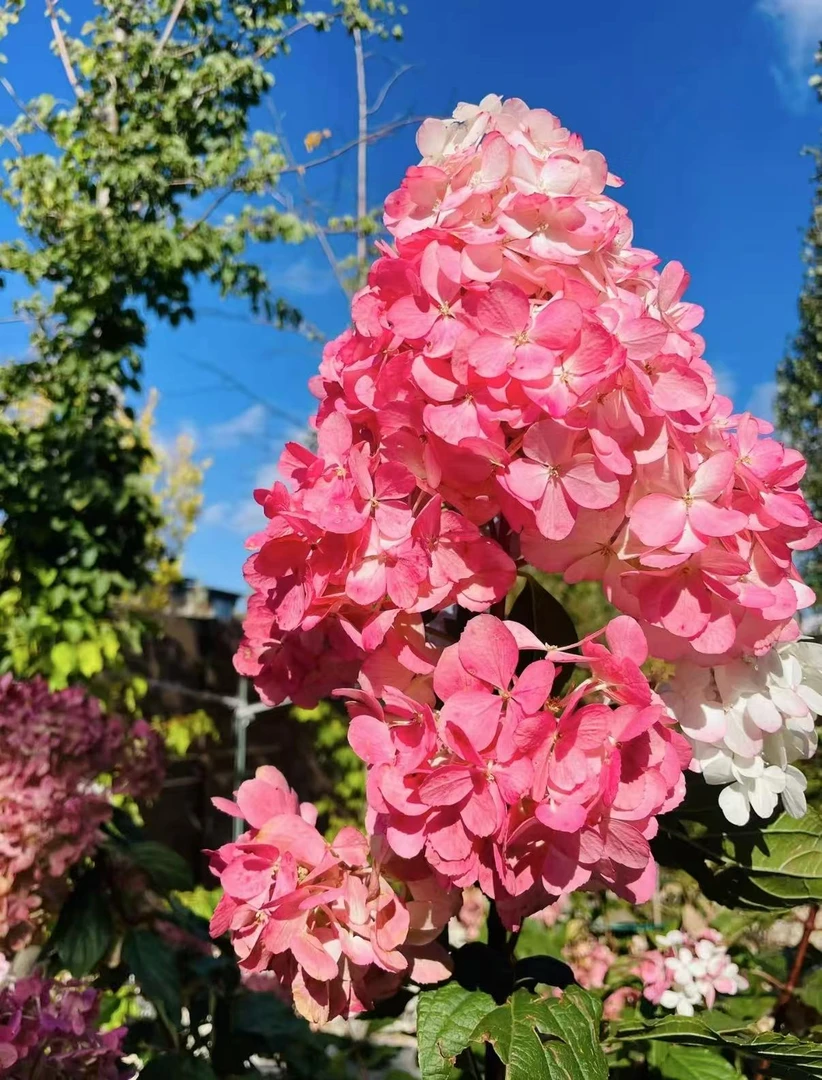 宇辰【5加仑石灰灯圆锥绣球】盆栽花卉后期变粉色 生苞生枝条发货