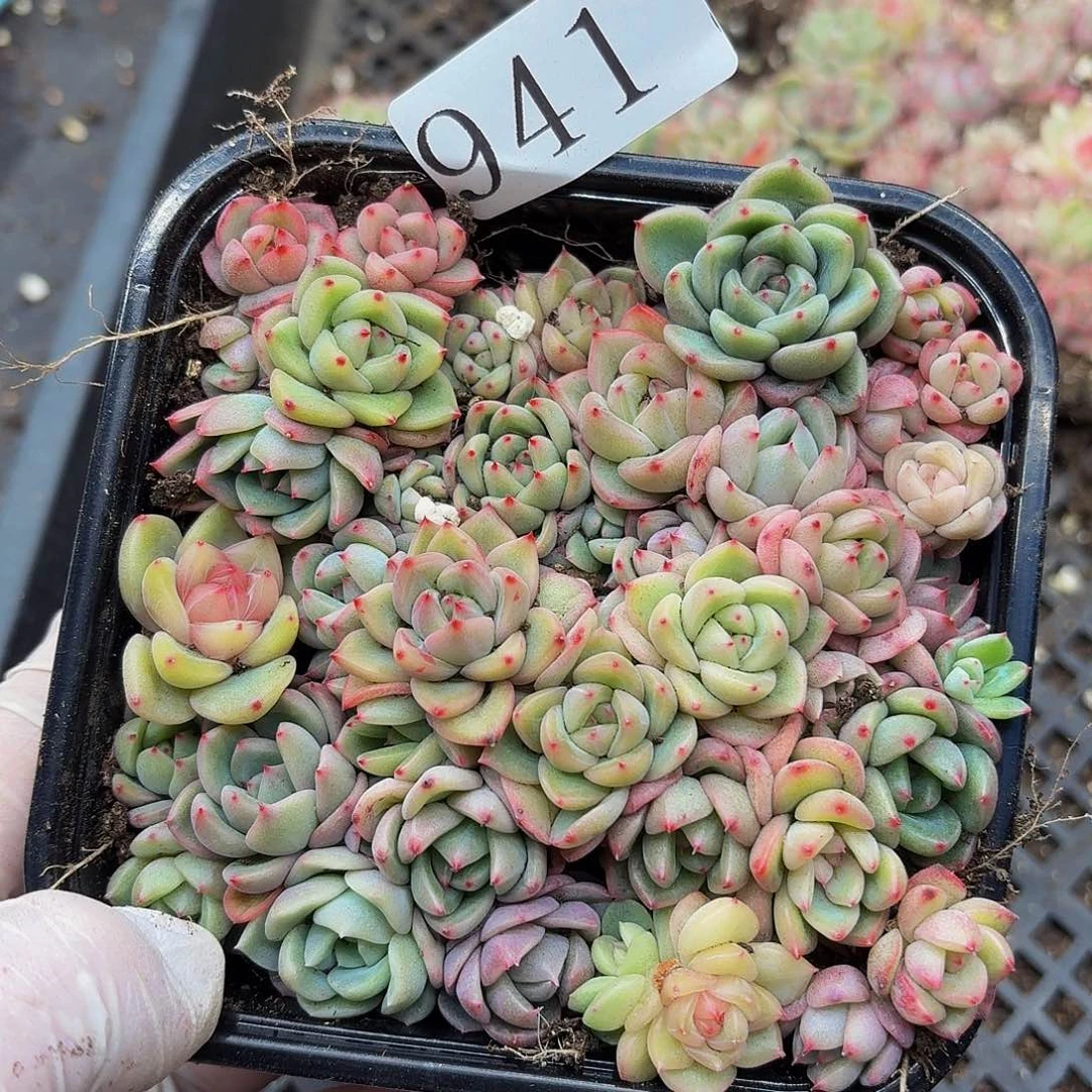 多肉植物多肉植物941