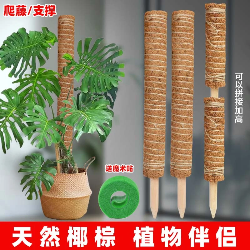 龟背竹支撑杆绿箩攀爬柱椰棕棒固定架植物爬藤花架棕榈皮椰丝苔藓