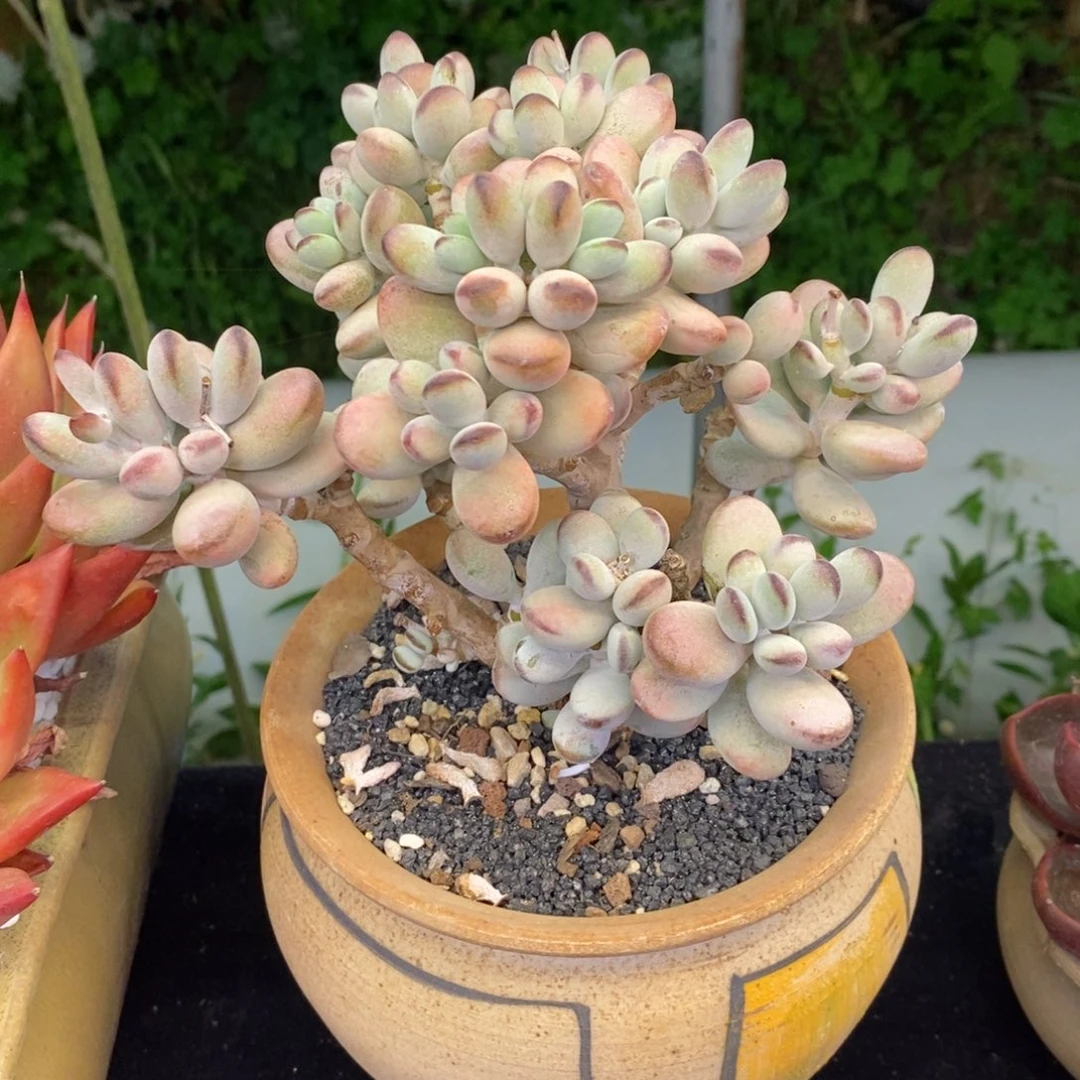 乒乓福娘多肉植物盆栽