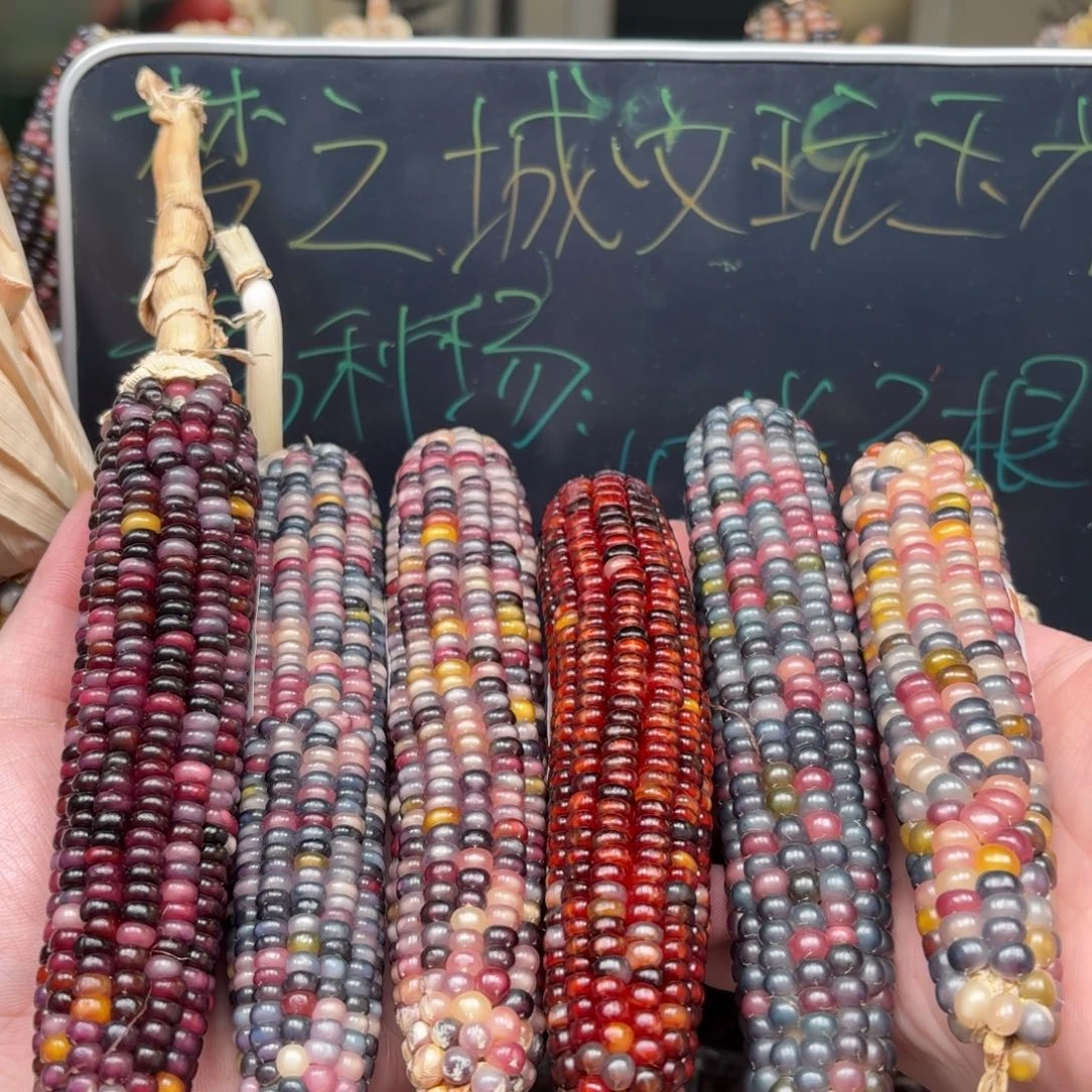 柏香籽/百香籽吊坠酒****o