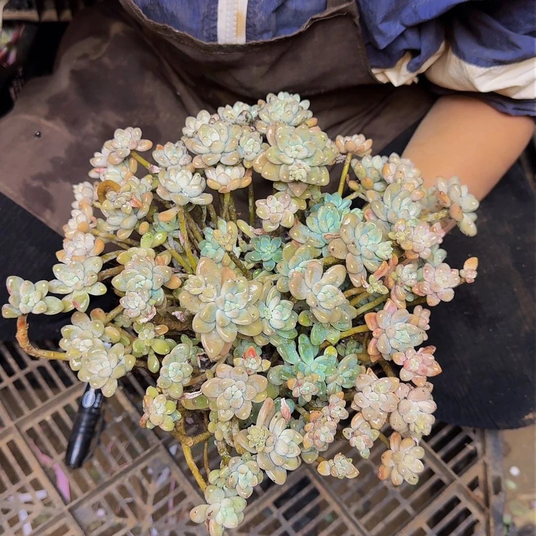 小**、洛可可 一颗 不包损12.8米 6736