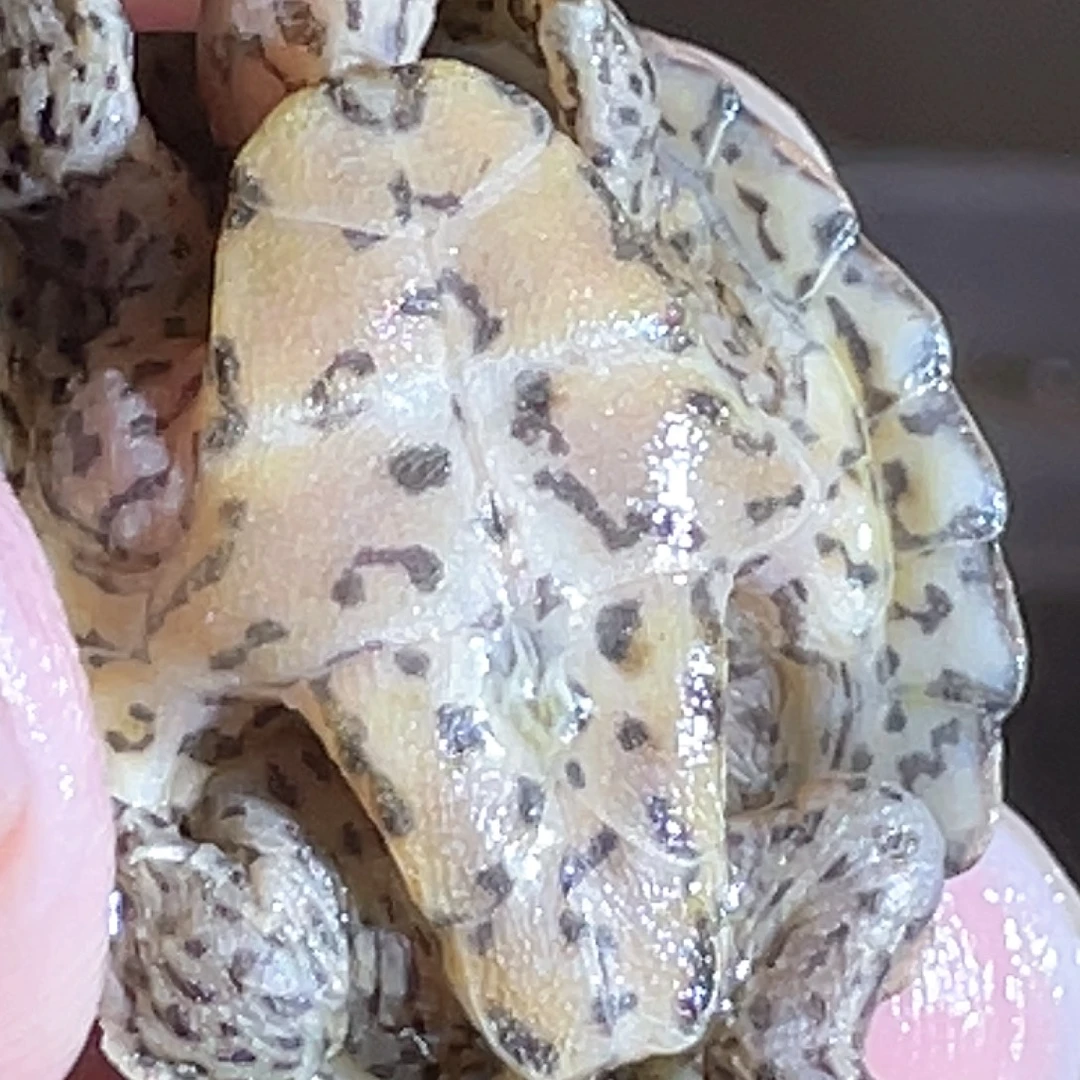 宠物龟不分公母Y10全品满纹黑刀