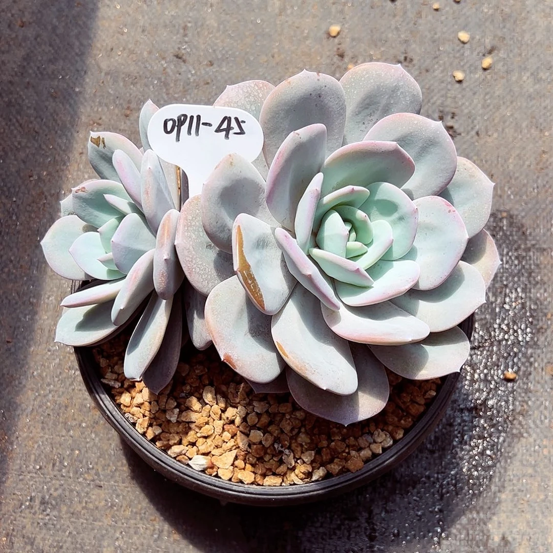 0911-45绝绝子奶茶