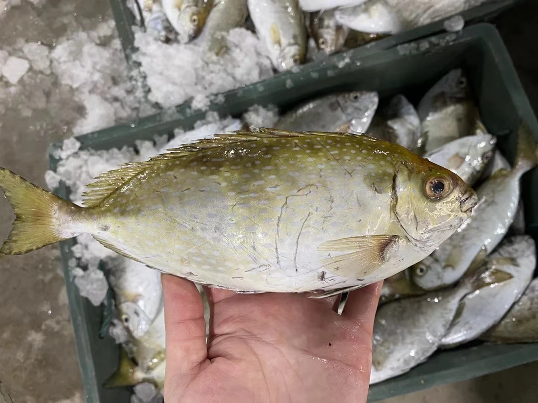 惠来神泉本港泥猛鱼5斤广东省包邮