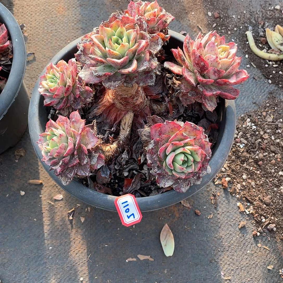 1105贝拉 一物一拍多肉